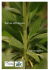 Salvia officinalis Monographie