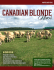 west wind blondes bulls for sale - Canadian Blonde d`Aquitaine