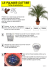palmier - dattier