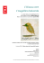 L`Oiseau vert L`Augellino belverde