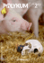 Schwein - vseth