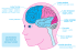 Lobe frontal Lobe pariétal Lobe temporal Lobe occipital Cervelet