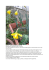 Narcisse – saison printemps (photo fin avril) Bulbe planté en
