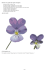 Point de croix: grille Violettes créée à partir d`une photo