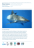 Requin soyeux Carcharhinus falciformis