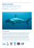 Requins-marteaux