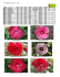 Les Hibiscus vivaces - La Collection Florale