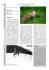 Le renard - Groupe Mammalogique d`Auvergne