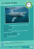 Fiches especes Primaires – Le requin pelerin