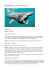 Requin pèlerin (Cetorhinus maximus)