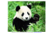Photographie tirée de l`article « Deux pandas géants sèment le