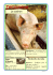 Le cochon - Site CP Clic