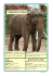 éléphant d`asie
