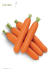 Carrots - Hild Samen