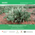 Taille de rajeunissement des plants de cactus.