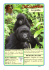 Le gorille - Site CP Clic