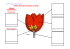 FICHE : dissection d`une fleur de tulipe.