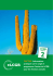 Cactus 2013