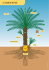 Le palmier dattier - Relais d`sciences