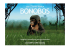DP bonobos - Lola Ya Bonobo