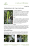 Exceptionnellement en fleur : l`agave à cou de cygne