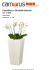 FloralDeco > Orchidée blanche