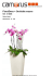 FloralDeco > Orchidée mauve