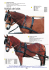harnais collier/bricole - Domaine Equestre Stambach