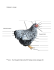 L`anatomie de la poule ***Source : http://elevageetentraide.xooit.be