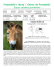 Przewalski`s Horse / Cheval de Przewalski