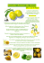 Semaine Autour Du Citron