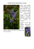 Jacinthe des bois Hyacinthoides non