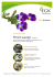 Pensée sauvage Viola tricolor