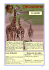 La girafe - Site CP Clic