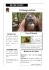 L`orang-outan - Site CP Clic