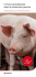 L`immunprophylaxie dans la production porcine