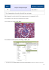 Augmentation du nombre de pixels dans une image