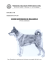 chien norvegien de macareux