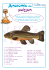 Anatomie du poisson