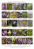 Plantes fleurs de la colline du Chteau de la Soie/Savise