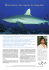 Accéder à l`article - Observatoire des requins de Polynesie