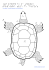 ¨Un reptile: la tortue terrestre (vue de dessus)